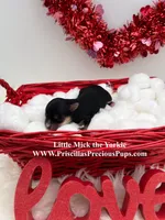 Mick, a male Yorkshire Terrier for sale in Manchester, TN – Photo 5 of 5