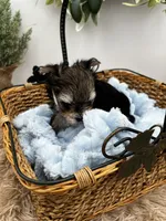 Mick, a male Yorkshire Terrier for sale in Manchester, TN – Photo 2 of 9