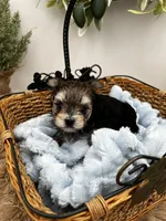 Mick, a male Yorkshire Terrier for sale in Manchester, TN – Photo 9 of 9