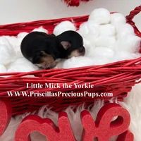 Mick, a male Yorkshire Terrier for sale in Manchester, TN – Photo 6 of 9