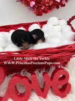 Mick, a male Yorkshire Terrier for sale in Manchester, TN – Photo 3 of 5