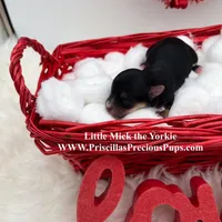 Mick, a male Yorkshire Terrier for sale in Manchester, TN – Photo 5 of 9