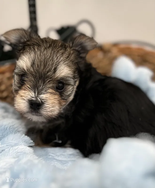 Mick – Yorkshire Terrier puppy for sale in Manchester, TN