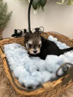 Mick, a male Yorkshire Terrier for sale in Manchester, TN – Photo 3 of 9