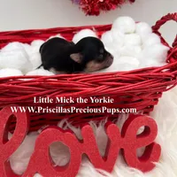 Mick, a male Yorkshire Terrier for sale in Manchester, TN – Photo 4 of 9