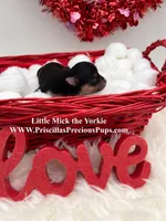 Mick, a male Yorkshire Terrier for sale in Manchester, TN – Photo 1 of 5