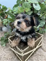 AKC Roc the Yorkie, a male Yorkshire Terrier for sale in Manchester, TN – 4 of 9