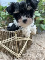 AKC Norah the parti Yorkie, a female Yorkshire Terrier for sale in Manchester, TN – 5 of 8