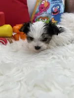 Iris the tiny Morkie, a female Morkie for sale in Manchester, TN – 5 of 7