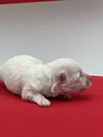 Pearl, a female Maltese for sale in Manchester, TN – 2 of 6
