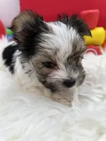 Little Daffey the Morkie, a female Morkie for sale in Manchester, TN – 7 of 8