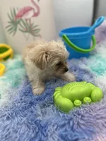 Lexi the tiny Golddust Yorkie, a female Yorkshire Terrier for sale in Manchester, TN – 3 of 8