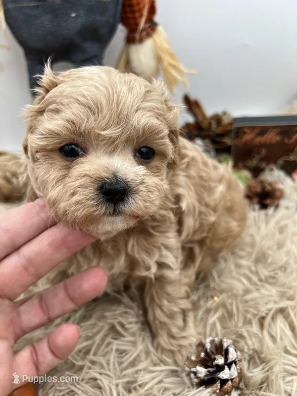 Yang the tiny Maltipoo – Maltipoo puppy for sale in Hillsboro, TN