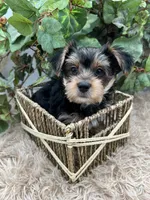 AKC Roc the Yorkie, a male Yorkshire Terrier for sale in Manchester, TN – 6 of 9
