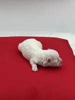 Pearl, a female Maltese for sale in Manchester, TN – 5 of 6