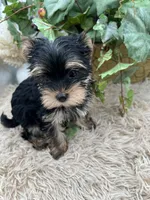 AKC Coco the European Yorkie, a female Yorkshire Terrier for sale in Manchester, TN – 6 of 8