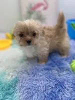 Ellie the Golddust Yorkie , a female Yorkshire Terrier for sale in Manchester, TN – 2 of 9