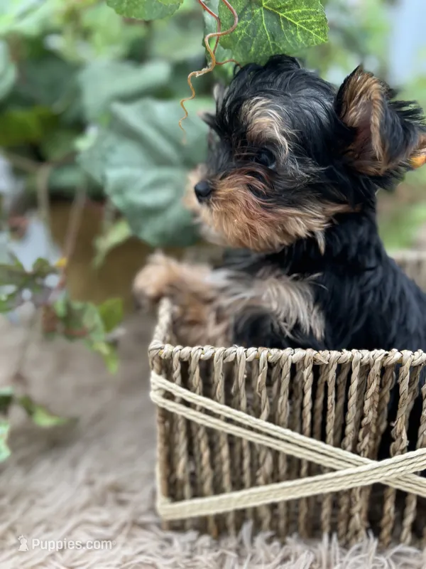 AKC Honey the European Yorkie – Yorkshire Terrier puppy for sale in Manchester, TN