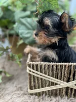 AKC Honey the European Yorkie, a female Yorkshire Terrier for sale in Manchester, TN – 1 of 6