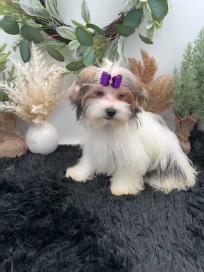 Little Daffey the Morkie, a female Morkie for sale in Hillsboro, TN – 3 of 10