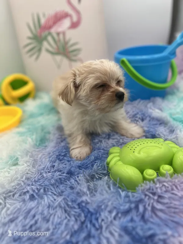 Lexi the tiny Golddust Yorkie – Yorkshire Terrier puppy for sale in Manchester, TN