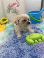 Lexi the tiny Golddust Yorkie, a female Yorkshire Terrier for sale in Manchester, TN – 1 of 8