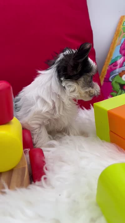 Little Ivy the Morkie, a female Morkie for sale in Manchester, TN – 6 of 6