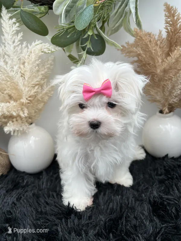 Pearl – Maltese puppy for sale in Hillsboro, TN