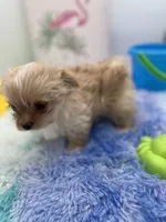 Ellie the Golddust Yorkie , a female Yorkshire Terrier for sale in Manchester, TN – 3 of 9