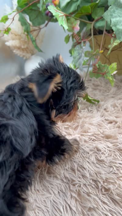 AKC Sugar the European Yorkie, a female Yorkshire Terrier for sale in Manchester, TN – 7 of 7