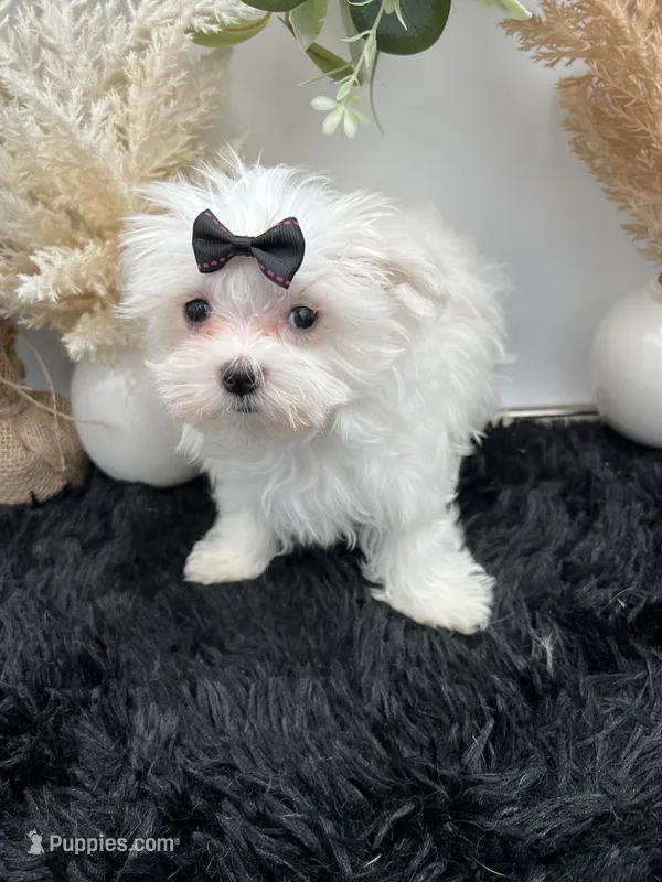Little Missy the Korean Maltese $3000 – Maltese puppy for sale in Hillsboro, TN