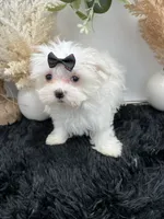 Little Missy the Korean Maltese $3000, a female Maltese for sale in Hillsboro, TN – 1 of 8