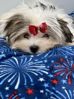 Little Keith the Morkie, a male Morkie for sale in Manchester, TN – 2 of 10