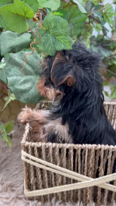 AKC Honey the European Yorkie, a female Yorkshire Terrier for sale in Manchester, TN – 6 of 6