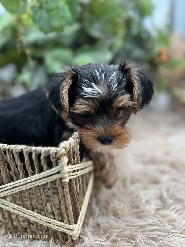 AKC Sham the Yorkie – Yorkshire Terrier puppy for sale in Manchester, TN