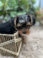 AKC Sham the Yorkie, a male Yorkshire Terrier for sale in Manchester, TN – 1 of 7