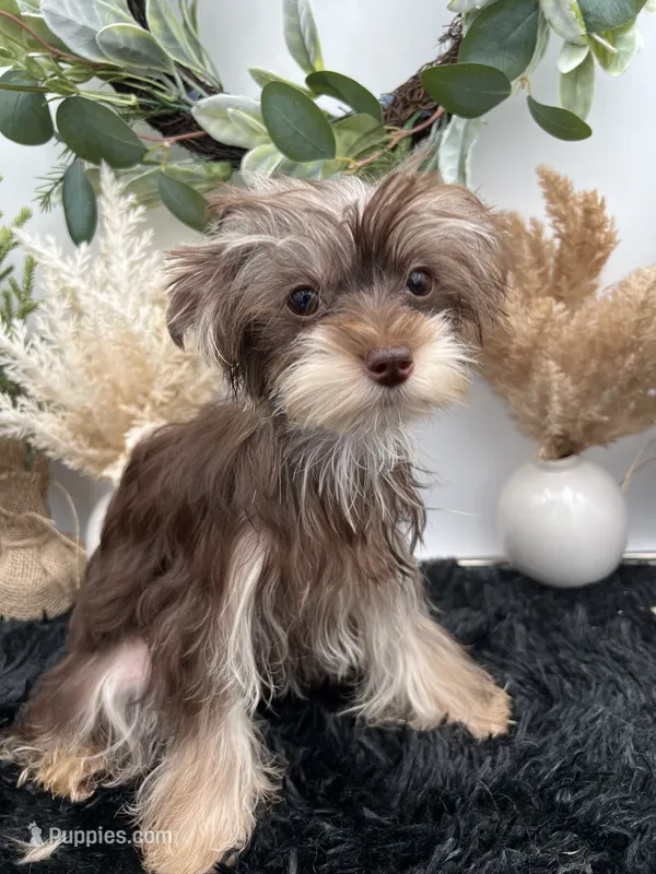 AKC Claire the Yorkie – Yorkshire Terrier puppy for sale in Hillsboro, TN