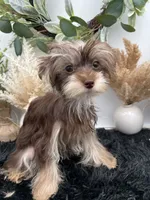 AKC Claire the Yorkie, a female Yorkshire Terrier for sale in Hillsboro, TN – 1 of 10