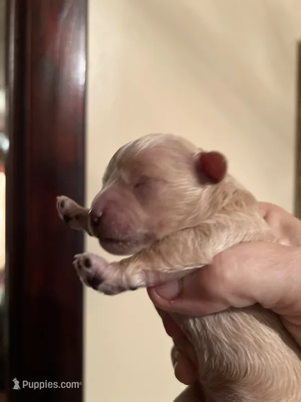 Yang the tiny Maltipoo – Maltipoo puppy for sale in Hillsboro, TN