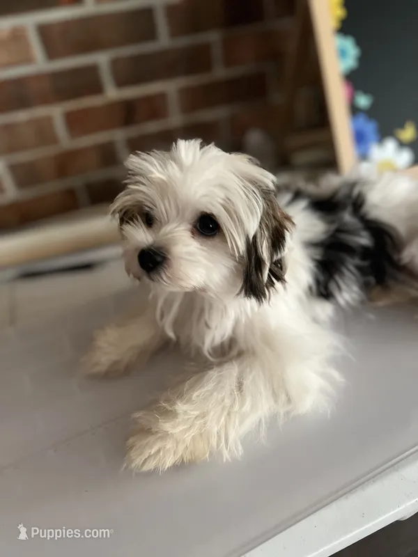 Little Keith the Morkie – Morkie puppy for sale in Hillsboro, TN