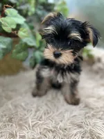 AKC Coco the European Yorkie, a female Yorkshire Terrier for sale in Manchester, TN – 3 of 8