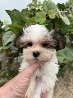 Iris the tiny Morkie, a female Morkie for sale in Manchester, TN – 8 of 10