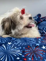 Little Keith the Morkie, a male Morkie for sale in Manchester, TN – 4 of 10