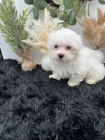 Little Max the Korean Maltese, a male Maltese for sale in Hillsboro, TN – 3 of 6