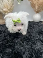 Little micro teacup Minnie, a female Maltese for sale in Hillsboro, TN – 5 of 8