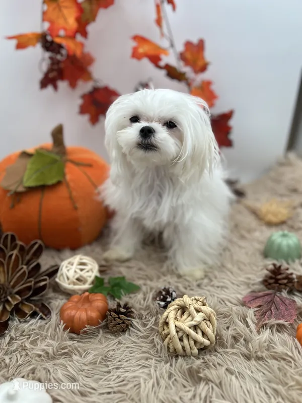 AKC Everett the Korean Maltese – Maltese puppy for sale in Hillsboro, TN
