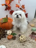 AKC Everett the Korean Maltese, a male Maltese for sale in Hillsboro, TN – 1 of 10