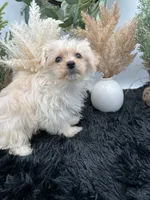 Lexi the tiny Golddust Yorkie, a female Yorkshire Terrier for sale in Hillsboro, TN – 3 of 10