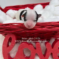 Brian, a male Morkie for sale in Manchester, TN – Photo 7 of 8