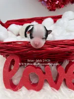 Brian, a male Yorkshire Terrier for sale in Manchester, TN – Photo 3 of 4